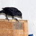 blackbird_shouldered_tawny_jar_h_0454_cub1179.jpg